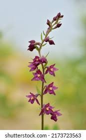 Attēlu rezultāti vaicājumam “Epipactis atrorubens flower”