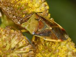 Attēlu rezultāti vaicājumam “Elasmostethus interstinctus nymph”