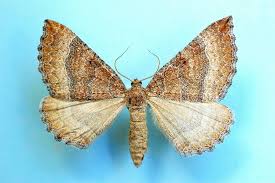 Attēlu rezultāti vaicājumam “Larentia clavaria”