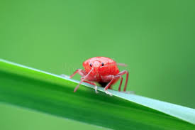 Attēlu rezultāti vaicājumam “Zicrona caerulea”