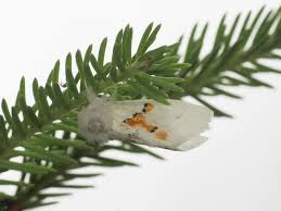 Attēlu rezultāti vaicājumam “Leucodonta bicoloria”