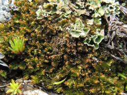 Attēlu rezultāti vaicājumam “Tritomaria exsectiformis”