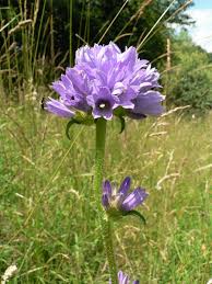 Attēlu rezultāti vaicājumam “Campanula cervicaria flower”