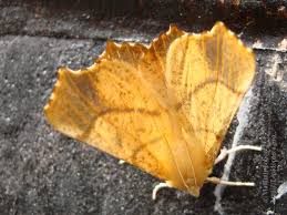 Attēlu rezultāti vaicājumam “Ennomos autumnaria male”