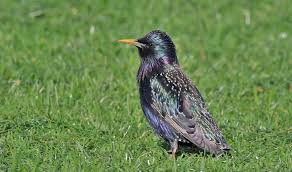 Attēlu rezultāti vaicājumam “Sturnus vulgaris male”