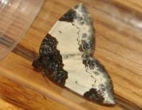 Attēlu rezultāti vaicājumam “Mesoleuca albicillata”