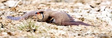 Image result for Glareola maldivarum