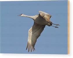 Image result for Grus canadensis