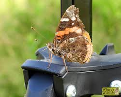 Attēlu rezultāti vaicājumam “Vanessa atalanta”