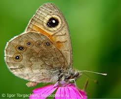 Attēlu rezultāti vaicājumam “Lasiommata petropolitana”