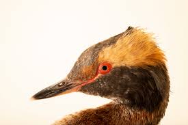 Image result for Podiceps auritus