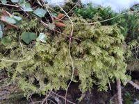 Attēlu rezultāti vaicājumam “Hylocomium splendens”