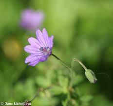 Attēlu rezultāti vaicājumam “Geranium pyrenaicum flower”