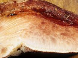 Attēlu rezultāti vaicājumam “Fistulina hepatica”