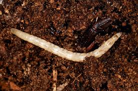 Attēlu rezultāti vaicājumam “Therevidae”