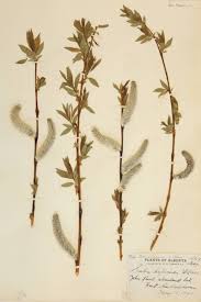 Attēlu rezultāti vaicājumam “Salix daphnoides”