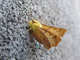 Attēlu rezultāti vaicājumam “Ennomos alniaria”