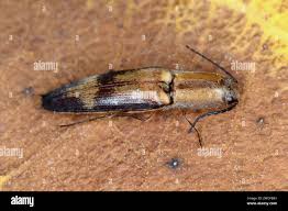 Attēlu rezultāti vaicājumam “Elateridae”