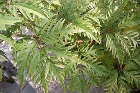 Attēlu rezultāti vaicājumam “Sambucus racemosa leaf”
