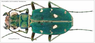 Attēlu rezultāti vaicājumam “Cicindela campestris imago”