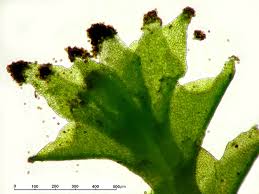 Attēlu rezultāti vaicājumam “Tritomaria exsectiformis”