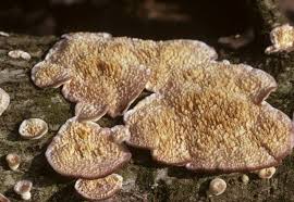 Attēlu rezultāti vaicājumam “Trichaptum biforme”