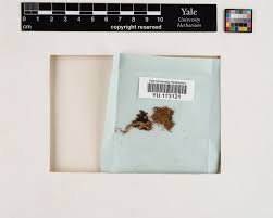 Attēlu rezultāti vaicājumam “Scapania apiculata”