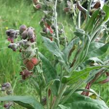 Attēlu rezultāti vaicājumam “Cynoglossum officinale fruit”