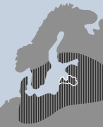 Attēlu rezultāti vaicājumam “Najas flexilis”