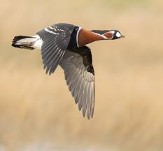 Image result for Branta ruficollis