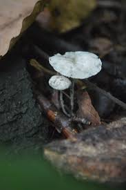 Attēlu rezultāti vaicājumam “Stemonitopsis hyperopta var. landewaldii stalked”