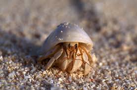 Attēlu rezultāti vaicājumam “Crustacea”