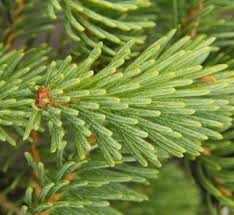 Attēlu rezultāti vaicājumam “Abies”