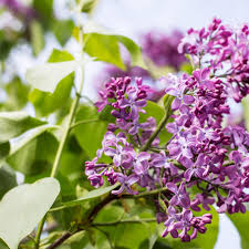 Image result for flieder