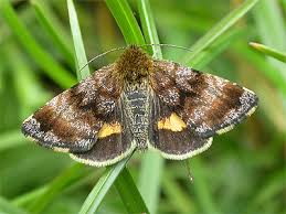 Attēlu rezultāti vaicājumam “Panemeria tenebrata”