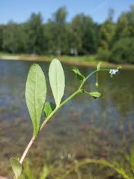 Attēlu rezultāti vaicājumam “Myosotis laxa subsp. baltica”
