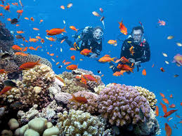 Resultado de imagen para cozumel dive