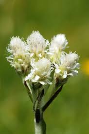 Attēlu rezultāti vaicājumam “Antennaria dioica fruit”