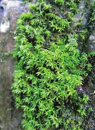 Attēlu rezultāti vaicājumam “Oxystegus tenuirostris”
