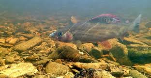 Image result for Diggle Angling Club