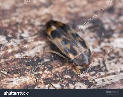 Attēlu rezultāti vaicājumam “Melandryidae”