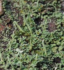 Attēlu rezultāti vaicājumam “Cladonia coniocraea”