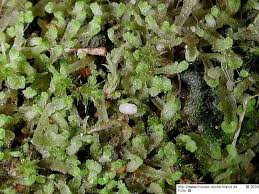 Attēlu rezultāti vaicājumam “Riccardia incurvata”