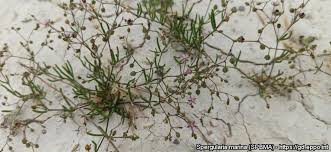 Attēlu rezultāti vaicājumam “Spergularia marina”