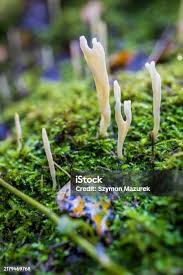 Attēlu rezultāti vaicājumam “Tremellodendropsis tuberosa”