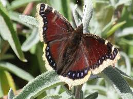 Attēlu rezultāti vaicājumam “Nymphalis antiopa underside”