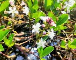 Attēlu rezultāti vaicājumam “Menyanthes trifoliata leaf”