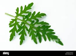 Attēlu rezultāti vaicājumam “Ambrosia artemisiifolia leaf”