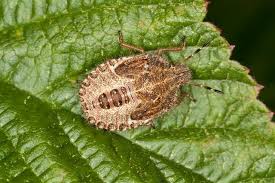 Attēlu rezultāti vaicājumam “Dolycoris baccarum”