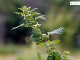 Attēlu rezultāti vaicājumam “Urtica urens”